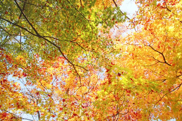 Höstens färgade blad, lönn — Stockfoto
