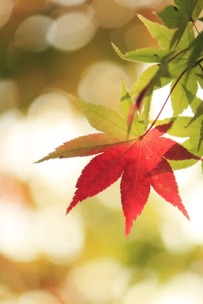 秋季红叶枫叶 — 图库照片