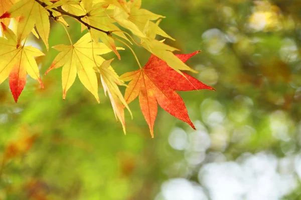 stock image Autumnal colored leaves, maple