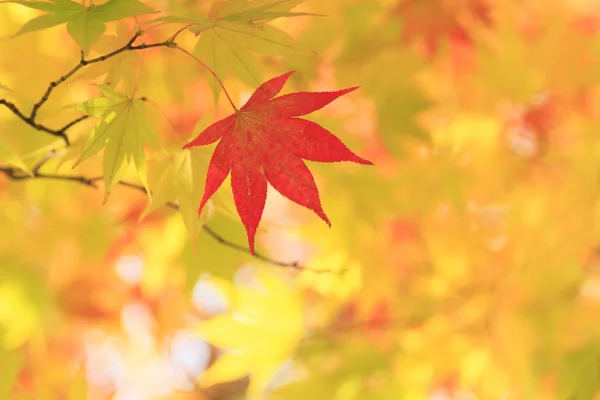 Autumnal colored leaves, maple — Stock Photo, Image