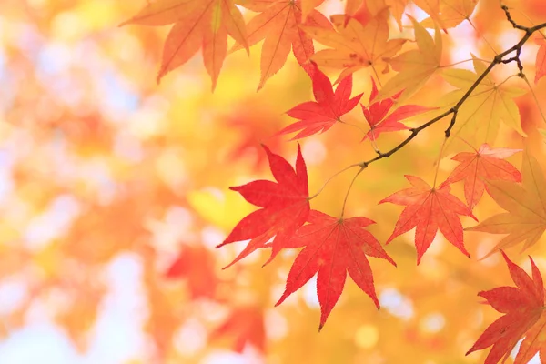 Herfst gekleurde bladeren, esdoorn — Stockfoto