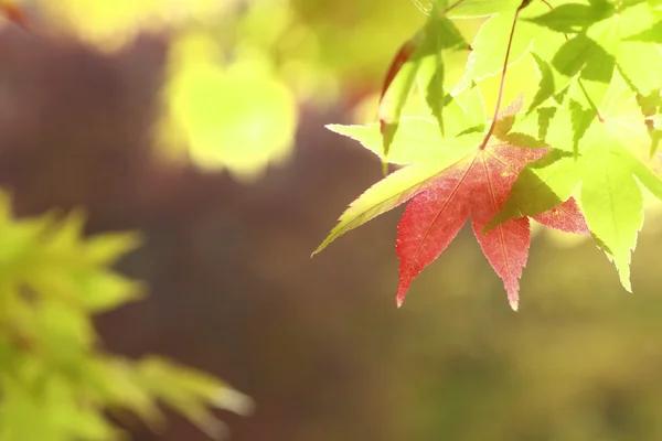 Φθινοπωρινό χρωματισμένα φύλλα, σφένδαμνο — Φωτογραφία Αρχείου