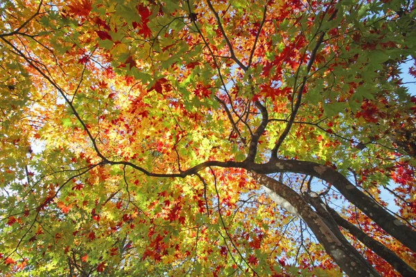 Höstens färgade blad, lönn — Stockfoto
