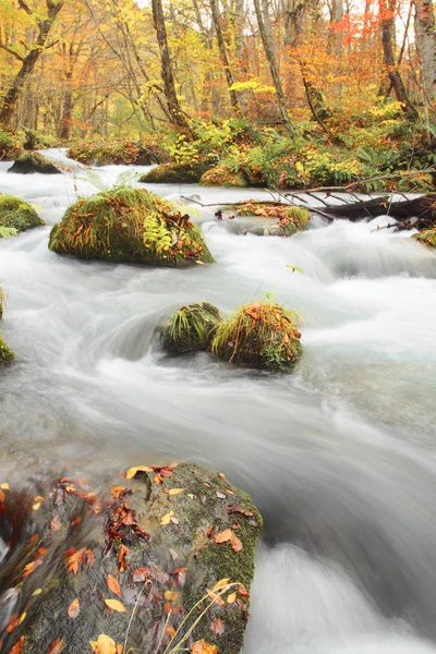 stock image Autumn Colors of Oirase River