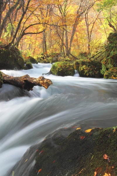 stock image Autumn Colors of Oirase River