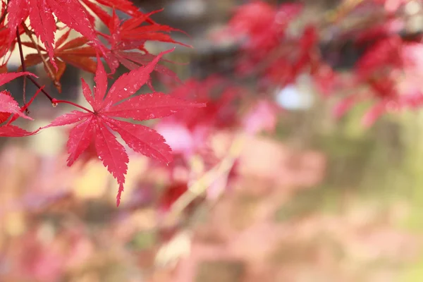 カラフルな葉 — ストック写真