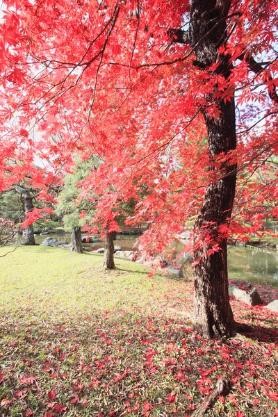 Feuilles colorées — Photo