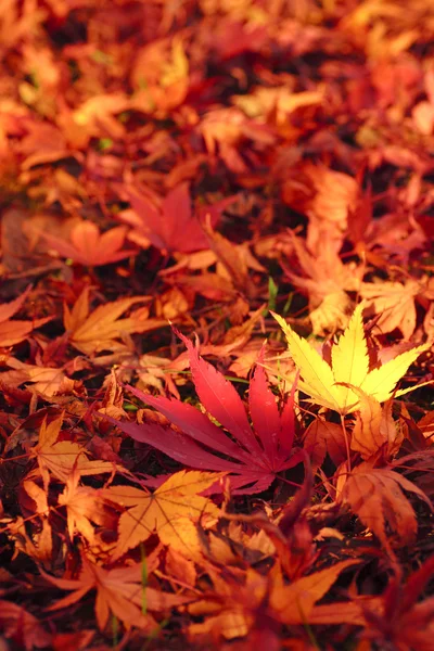 カラフルな葉 — ストック写真