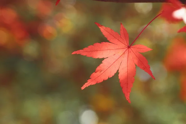 Різнобарвні листя — стокове фото