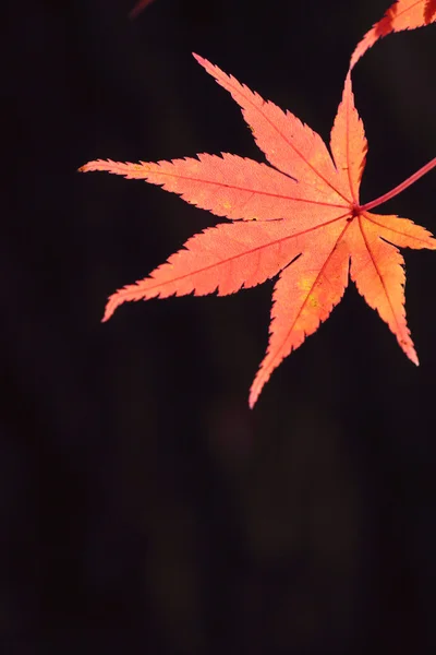 Цветные листья — стоковое фото