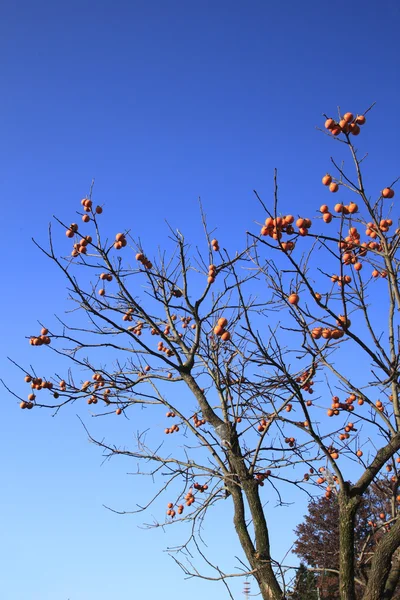 Persimmons and blue sky — Stock Photo, Image