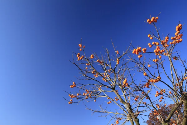 Persimmons e céu azul — Fotografia de Stock