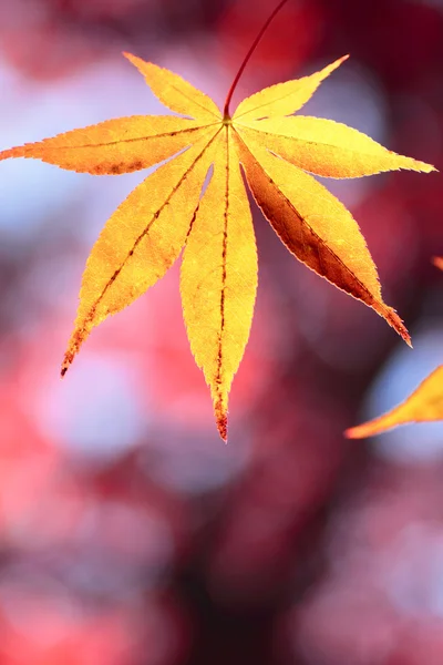 カラフルな葉 — ストック写真