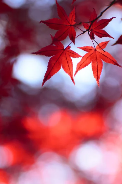 Bunte Blätter — Stockfoto