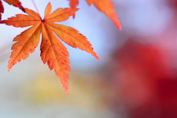 Kleurrijke bladeren — Stockfoto