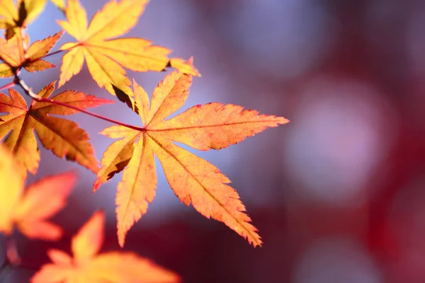 多彩的树叶 — 图库照片