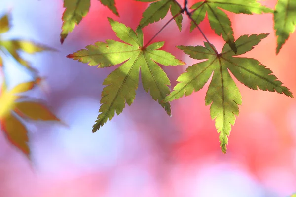 Folhas coloridas — Fotografia de Stock
