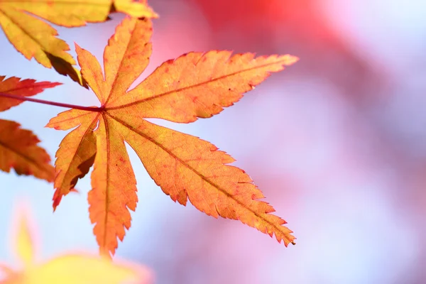 Renkli yaprakları — Stok fotoğraf