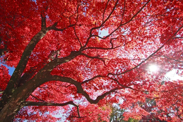 stock image Colorful leaves