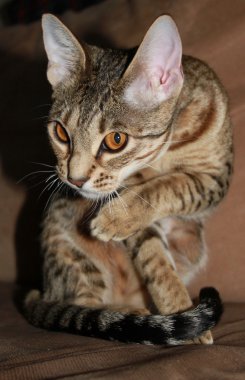 Ocicat female cat clipart