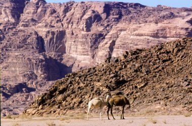 Wadi rum çöl