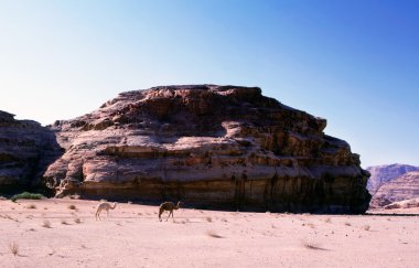 Wadi rum çöl