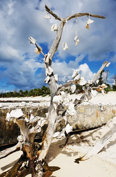 Árbol muerto con conchas —  Fotos de Stock