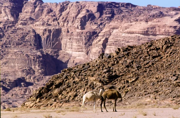 Wadi rum woestijn — Stockfoto