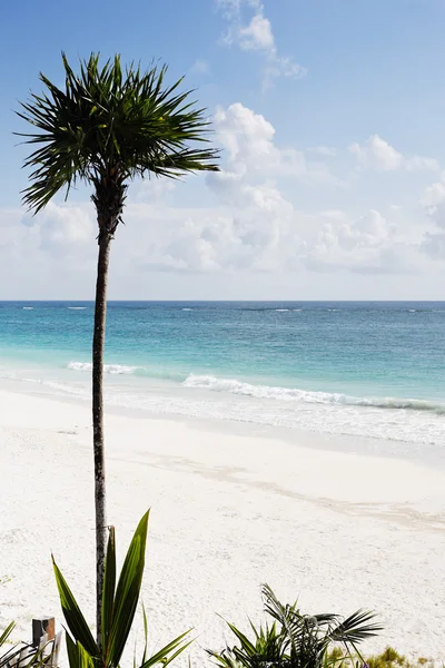 Palm tree on the beach — Stock Photo, Image