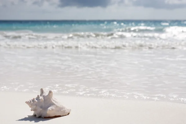 Coquille de mer sur la plage — Photo
