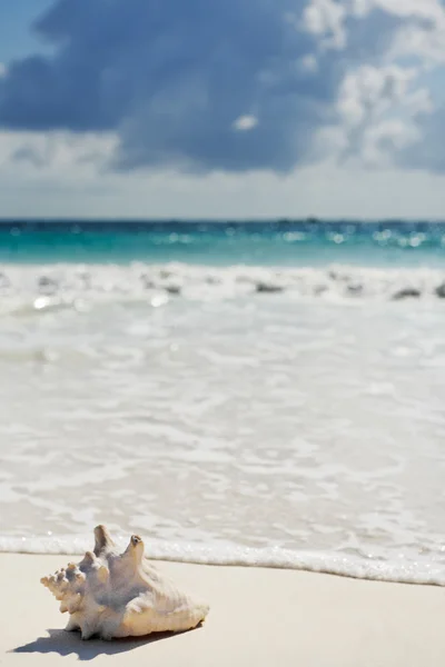 Sahilde deniz kabuğu — Stok fotoğraf