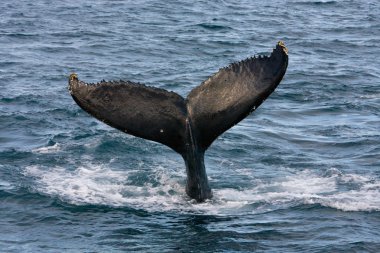 Humpback Whale clipart