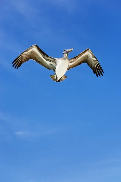Пеликан на голубом небе — стоковое фото