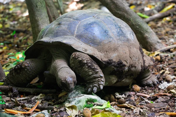 Гигантская черепаха — стоковое фото