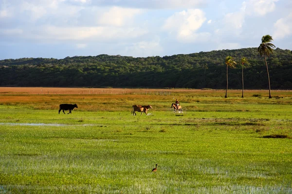 Cows in bahia — Stock Photo, Image