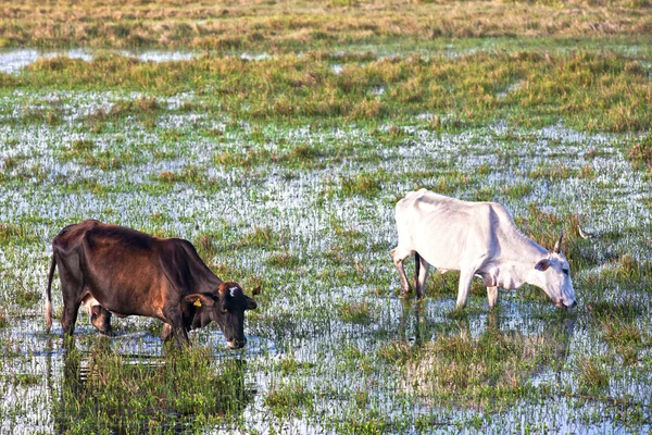 Cows grazing in bahia — Stock Photo, Image