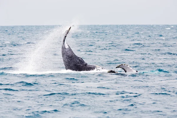 Горбатый кит — стоковое фото