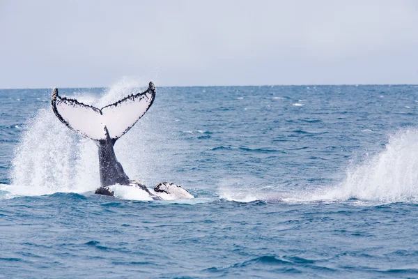 stock image Humpback Whale