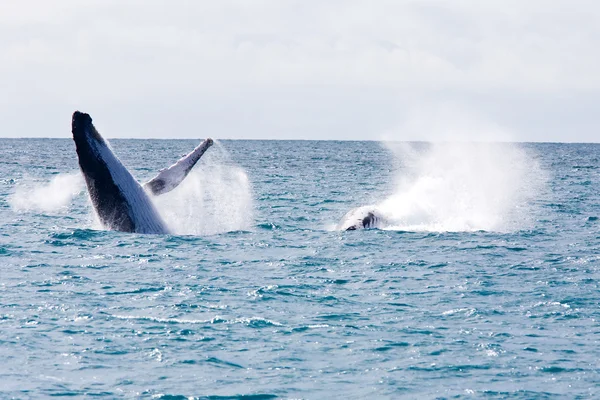 Humpback Whale — Stock Photo, Image