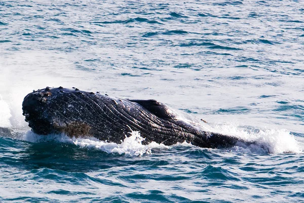 Humpback Whale — Stock Photo, Image