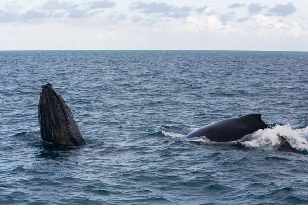 Balena megattera — Foto Stock