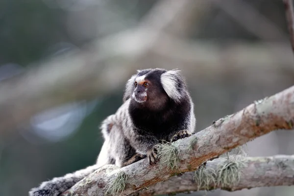 Sagui de mico — Foto de Stock