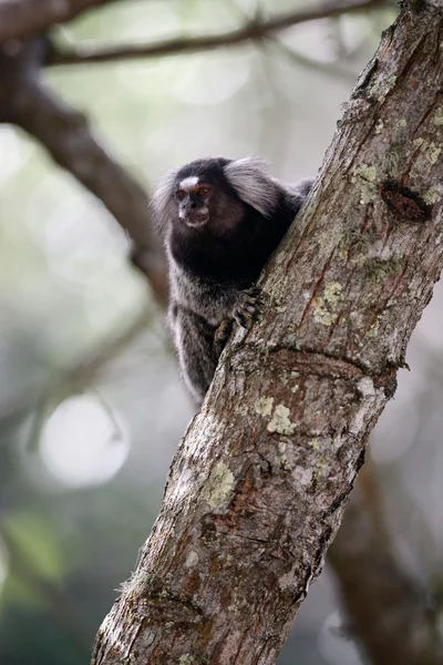 Sagui de mico — Foto de Stock