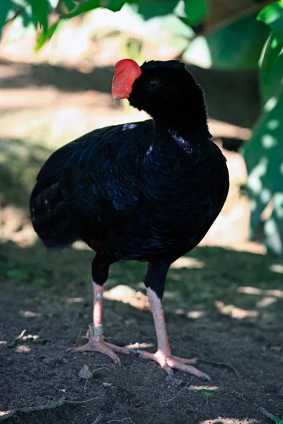 Nyfiken fågel med stor röd näbb huvud — Stockfoto