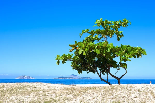 在海滩上的一棵树 — 图库照片
