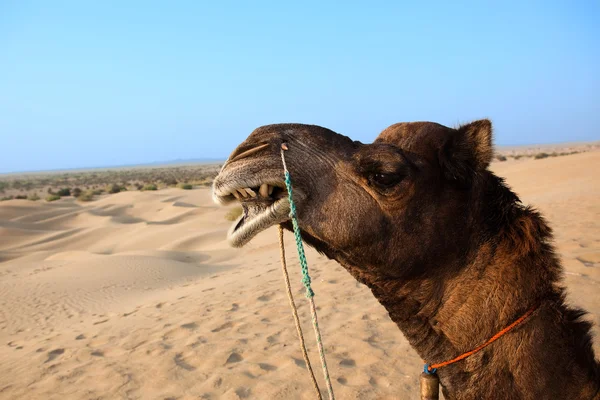 No deserto de Thar perto de jaisalmer — Fotografia de Stock