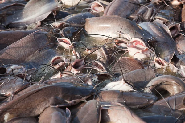 stock image Catfish in Gad sagar tank