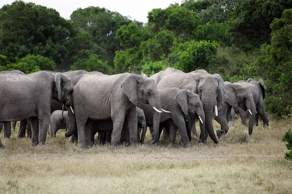 Bunch of elephants — Stock Photo, Image