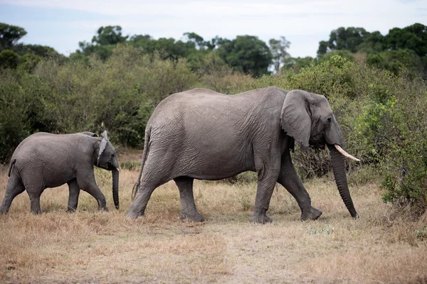 Kilka słoni — Zdjęcie stockowe