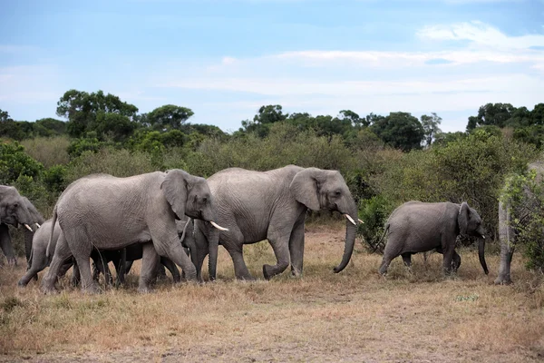 코끼리의 무리 — 스톡 사진